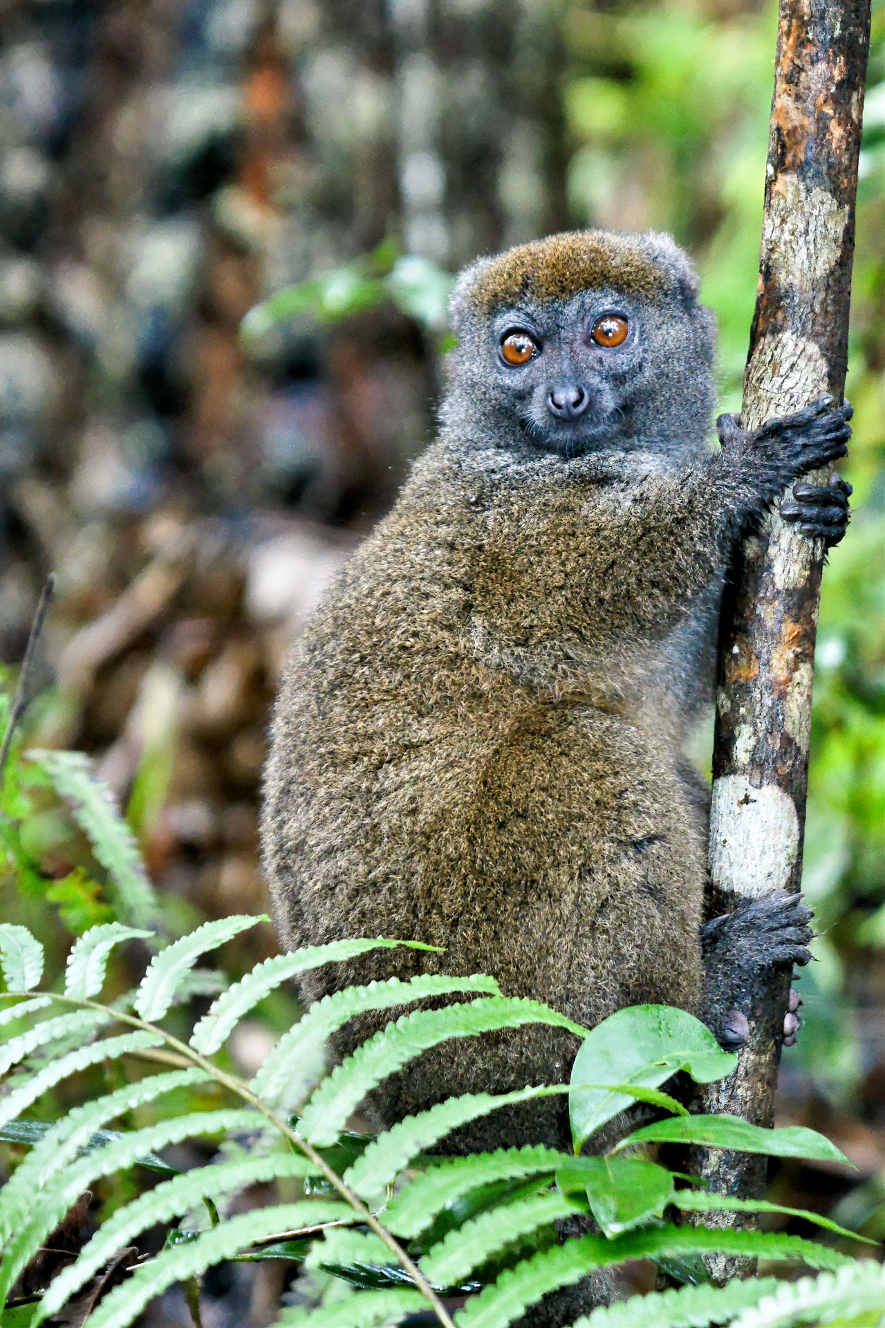 Bambuslemur (Prolemur simus)
